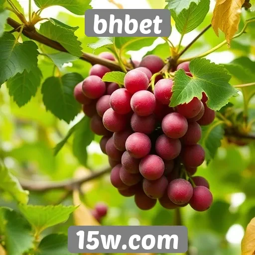 Comparativo de bônus oferecidos pela bhbet